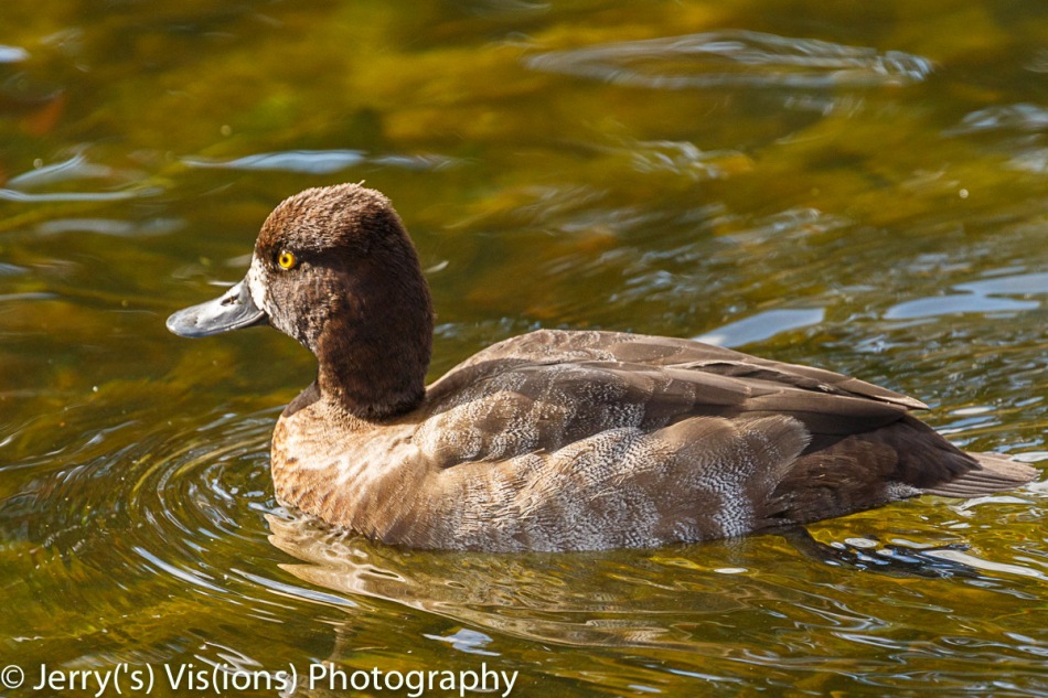 Female greater scaup