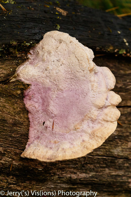 Unidentified fungi