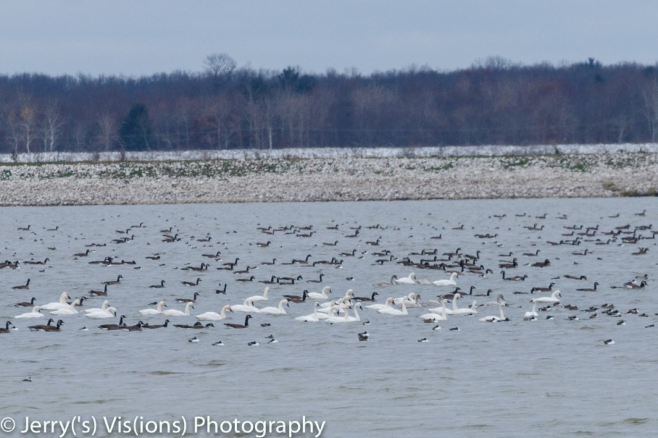 Tundra or trumpeter swans
