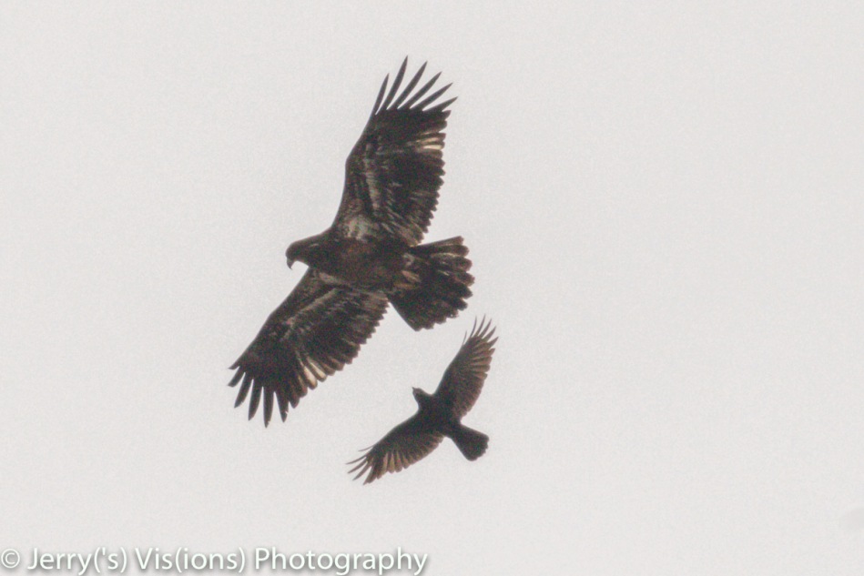 American crows mobbing a juvenile bald eagle