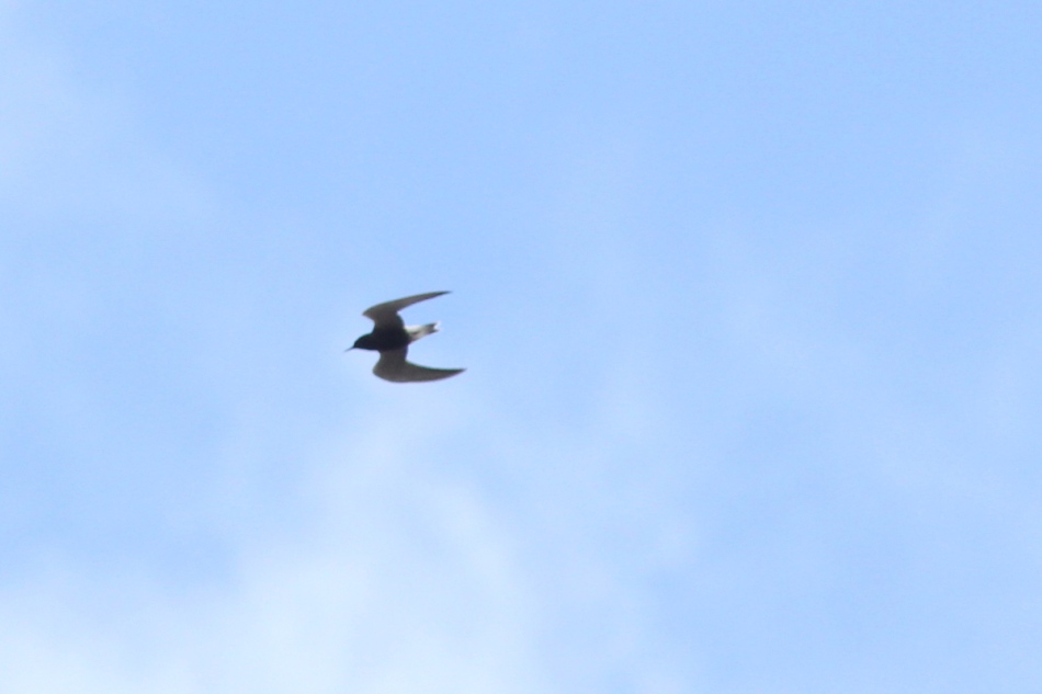 Black tern in flight