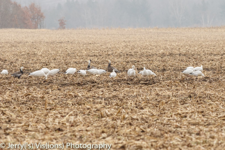 Mostly snow geese