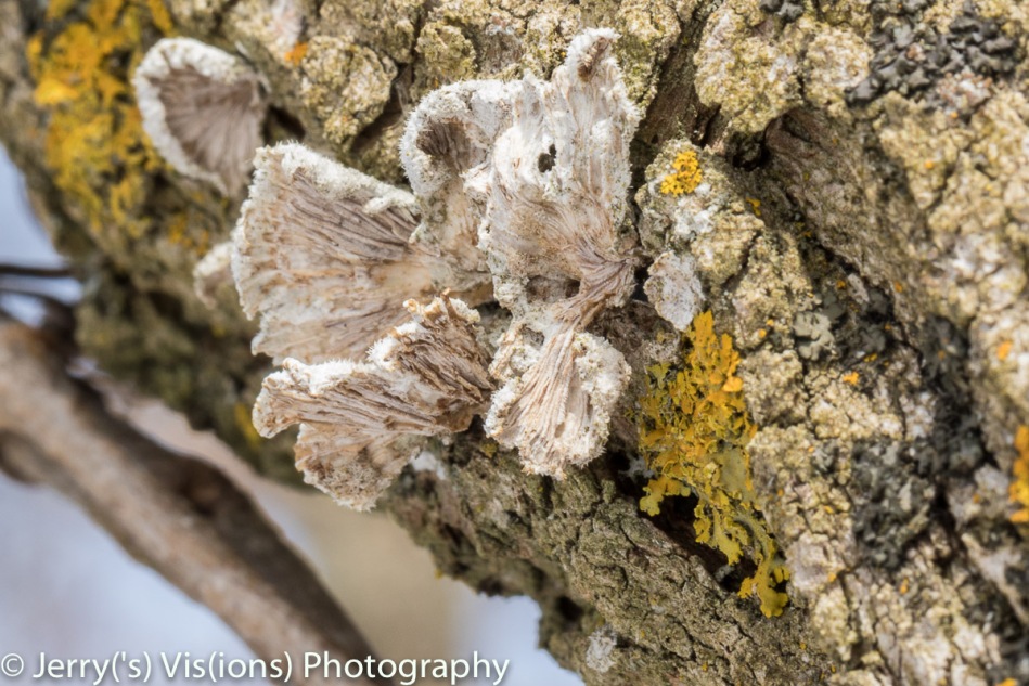 Dried fungi and Lichens