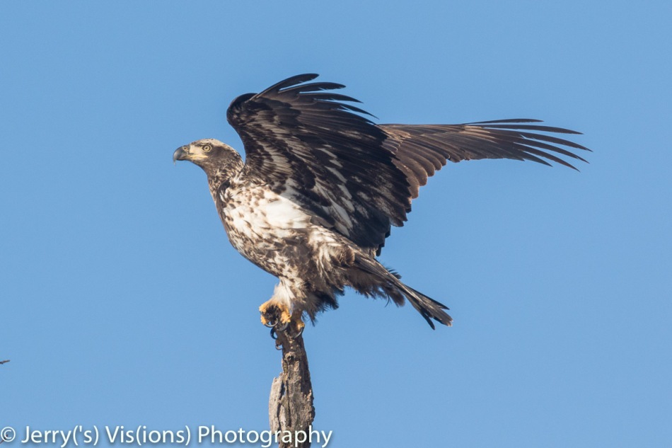 Juvenile bald eagle