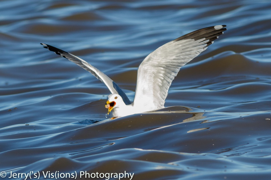 Ring-billed gull finding lunch