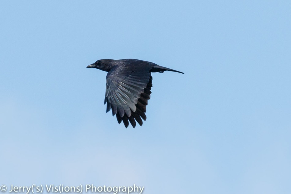 American crow in flight