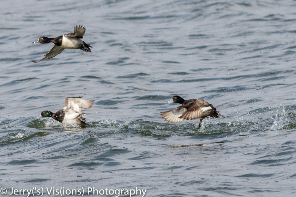 Male Ring-necked duck and lesser scaup taking flight